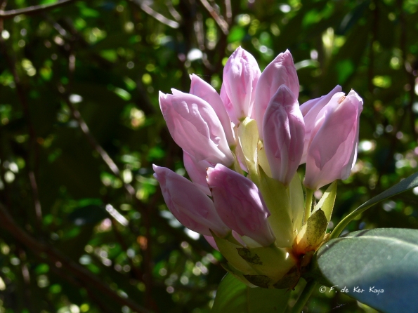 Bois des Moutiers (320) Mai 2012